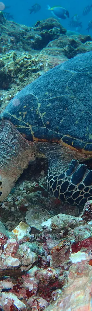 El Niño